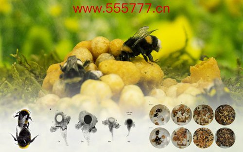揭开千古进化之谜，工蜂如何“变身”蜂王？——对话中国农科院蜜蜂研究所研究员李继莲