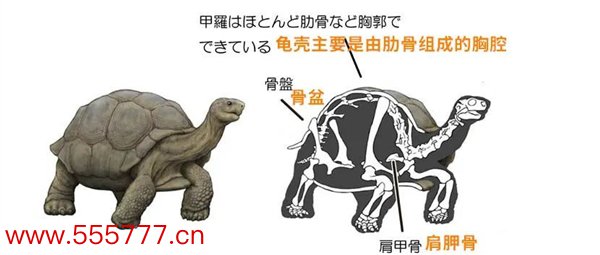 人类长出龟壳有多诡异？日本人画明白了